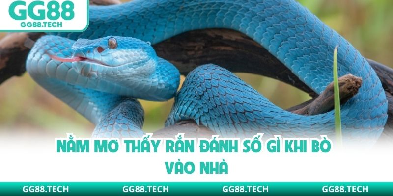 Nằm mơ thấy rắn đánh số gì khi bò vào nhà