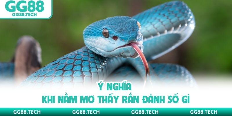 Ý nghĩa khi nằm mơ thấy rắn đánh số gì
